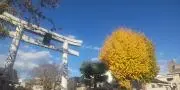minoriの画像