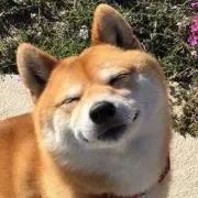 たまの画像