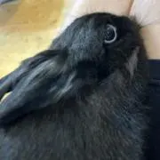 きっつィーの画像