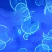 くらげ