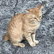 きりんの画像