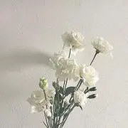 ハの画像
