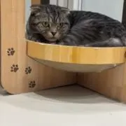 ネコ吉の画像