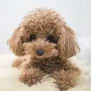 しそおにぎり