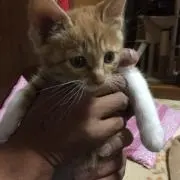 ニャンコ