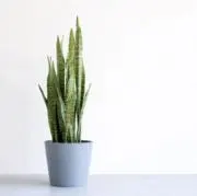 N28の画像