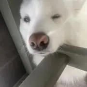 うさぎあっと