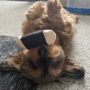 Nazの画像