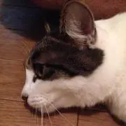 椅子