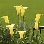 カラーの画像