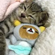 ひまわりの画像