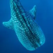 jurika