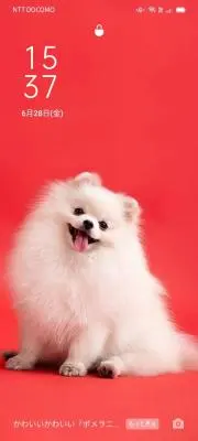 ちゃんねるポメラニアンししまるの画像