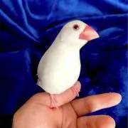 つっきーの画像