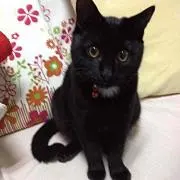 チョコの画像