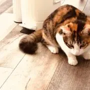 ゆちたろーの画像