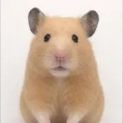 hugtanの画像