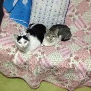 らっこ