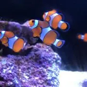 ミーナの画像