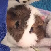 ぱるぷんての画像