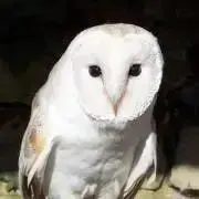 Image of ふくろう
