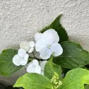 コンテリ