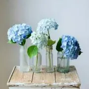 KAZU ✿プロフィール必読✿の画像