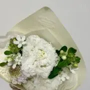 Pinoの画像
