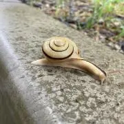 しゃどん