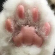 れんたろう