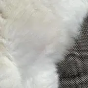 ブランの画像