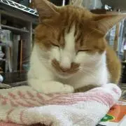ミミココ