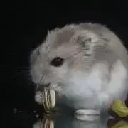 ハムスターママの画像
