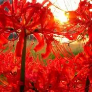 ☆曼珠沙華★の画像