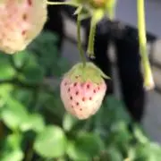 ちいちいぱっぱ
