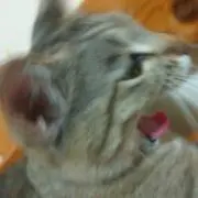 KUROHANAの画像