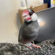 ひのきの画像