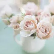 ショコラの画像