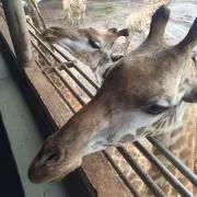 ゆう