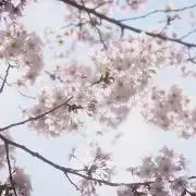 モナコ