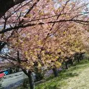 ねねかかの画像