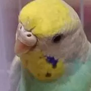 たかの画像