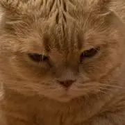 kapibara★アパレル＆断捨離