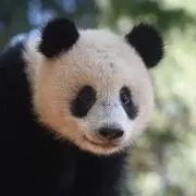 シャン子