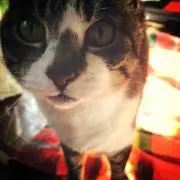 夏猫吉書