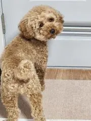 れい