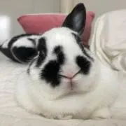 フルコンボの画像