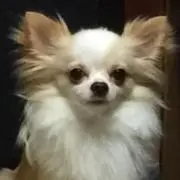 クゥの画像