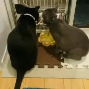 くーぴょんの画像
