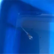 めだかママの画像